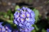 Pierwiosnek ząbkowy Blue Selection - Niebieski Primula denticulata 'Blue selection' 4