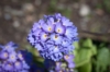 Pierwiosnek ząbkowy Blue Selection - Niebieski Primula denticulata 'Blue selection' 5