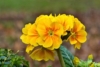 Pierwiosnek ząbkowy Cabrillo Yellow - żółte kwiaty Primula denticulata 'Callibro Yellow' 3