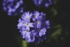 Pierwiosnek ząbkowy Blue Selection - Niebieski Primula denticulata 'Blue selection' 6