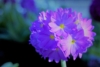 Pierwiosnek ząbkowy Blue Selection - Niebieski Primula denticulata 'Blue selection' 2