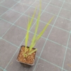 Proso rózgowate 'Northwind' (Panicum virgatum) P9-strzelisty pokrój Panicum virgatum 'Northwind' 2