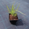 Proso rózgowate Praire Sky (Panicum) - Niepowtarzalna trawa Panicum virgatum 'Praire Sky' 3