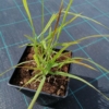 Proso rózgowate 'Northwind' (Panicum virgatum) P9-strzelisty pokrój Panicum virgatum 'Northwind' 3