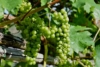 Winogron winorośl Iza Zaliwska żółta - TRUSKAWKOWY AROMAT Vitis vinifera 'Iza Zaliwska' 7