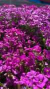 Żagwin Ogrodowy Audrey Red - Czerwony dywan Aubrieta cultorum 'Audrey red" 3