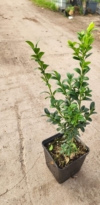 Bukszpan wieczniezielony - zielony żywopłot P9 Buxus sempervirens P9 2