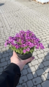 Żagwin Ogrodowy Audrey Red - Czerwony dywan Aubrieta cultorum 'Audrey red" 2