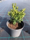 Bukszpan wieczniezielony - idealny na żywopłot Buxus sempervirens C2 2