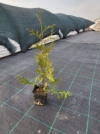 Tuja zachodnia Brabant -idealny na żywopłot P9 Thuja occidentalis 'Brabant' P9 2