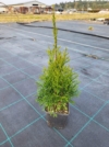 Tuja zachodnia Smaragd - sadzonka P9 idealna na żywopłot Thuja occidentalis 'Szmaragd ' P9 2