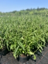Werbena (Verbena) - fioletowa obficie kwitnąca Verbena 2