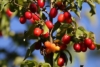 Dereń jadalny - na zdrowotne nalewki Cornus mas 8