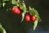 Dereń jadalny - na zdrowotne nalewki Cornus mas 7