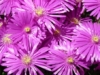 Słonecznica STARBURST - Delosperma Fioletowa Delosperma 'STARBURST ' 2