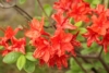 Azalia Japońska Maruschka - miniaturka czerwona Azalea japonica 'Marushka' 3