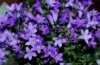Dzwonek brzoskwiniolistny Zestaw - niebieski i biały Campanula grandiflora zestaw 9