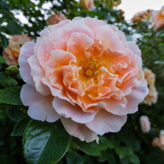 Róża Wielkokwiatowa Wisława Szymborska - Tęczowa piękność Rosa Dornburger Schlossrose 1
