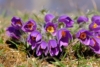 Sasanka Zwyczajna Blue Violet Shades - Niebieska Pulsatilla vulgaris 'Blue Violet Shades' 2