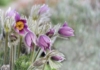 Sasanka Zwyczajna Blue Violet Shades - Niebieska Pulsatilla vulgaris 'Blue Violet Shades' 3