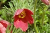 Sasanka Zwyczajna Pinwheel Dark Red - Czerwona Pulsatilla vulgaris 'Pinwheel Dark Red' 1
