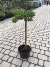 Jałowiec pospolity Szczepiony Juniperus communis szczepiony 1