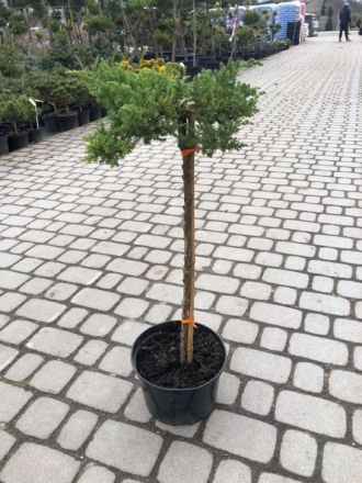 Jałowiec pospolity Szczepiony Juniperus communis szczepiony 1