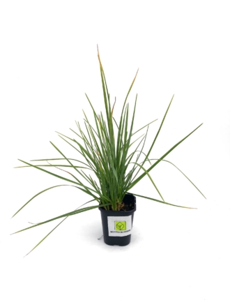 Sesleria skalna (Heufleriana) - Zielone liście Heufleriana 1