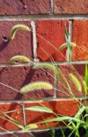 Wyczyniec łąkowy Aureovariegatus (Alopecurus) - NIESPOTYKANA ODMIANA Alopecurus pratensis 'Aureovariegatus' 3
