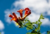 Milin Amerykański Ursynów - czerwona Campsis radicans 'Ursynów' 3