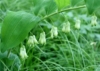 Kokoryczka wielkokwiatowa (Polygonatum) - PIĘKNA BYLINA Polygonatum 4