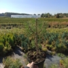 Sosna Austryjacka - Elegancka i Łatwa w uprawie Pinus Austryiaca 2