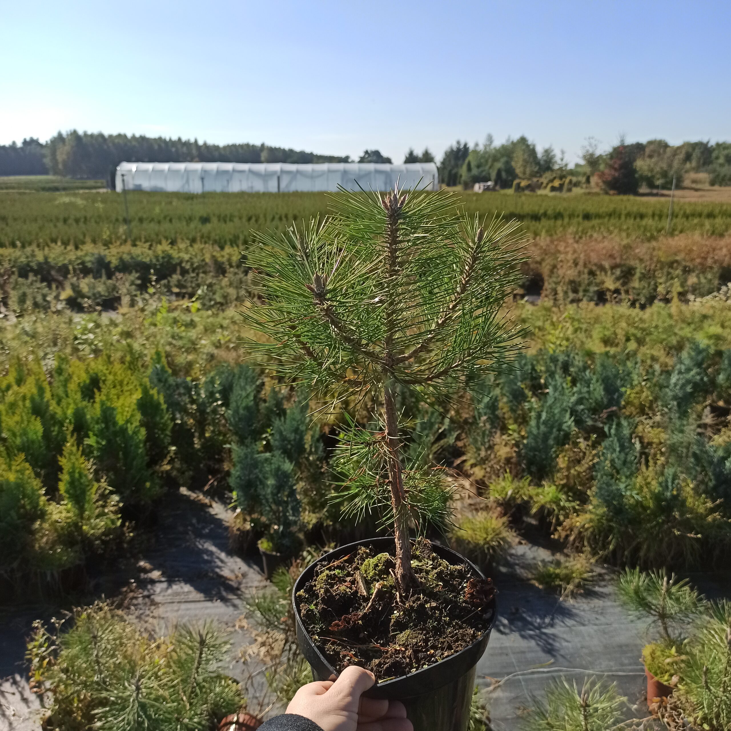 Sosna Czarna (Pinus nigra) - smukła i elegancka Pinus nigra 2