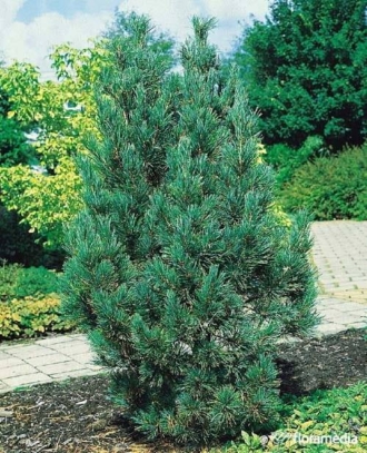 Sosna Limba- Orginalne i kompaktowe drzewo Pinus limba 1
