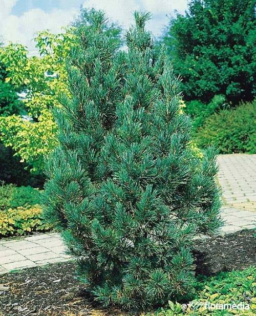Sosna Limba- Orginalne i kompaktowe drzewo Pinus limba 1