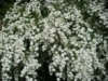 Tawuła Wczesna - Biały wodospad Spirea arguta 6