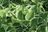 Funkia Hosta Minute Man - Zielone liście białe obwódki Hosta Minute man 3
