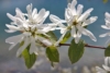 Świdośliwa KRASNOJARSKA późna P9 Amelanchier Krasnorajska P9 4