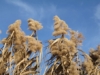 Miskant Chiński Malepartus - odporny i piękny P9 Miscanthus chinensis 'Malepartus' P9 9