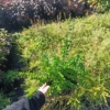 SUCHODRZEW CHIŃSKI - zamiennik berberysa Lonicera pileata 1