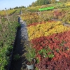 Świdośliwa KRASNOJARSKA późna P9 Amelanchier Krasnorajska P9 2