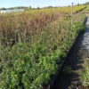 Świdośliwa KRASNOJARSKA późna P9 Amelanchier Krasnorajska P9 3