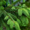 Świerk Pospolity - Mało wymagający, elegancki Picea abies 2