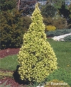 Świerk Biały "Daisy's White" 30cm - złoty stożek Picea glauca "Daisy's White" 1