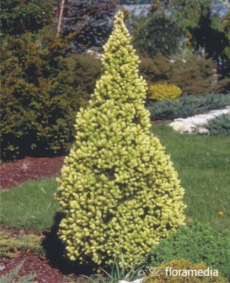Świerk Biały "Daisy's White" 30cm - złoty stożek Picea glauca "Daisy's White" 1