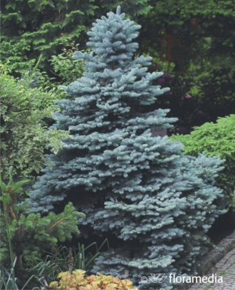 Świerk Kłujący Glauca Srebrny - Piękny kolor Picea glauca 1