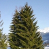 Świerk Pospolity - Mało wymagający, elegancki Picea abies 1