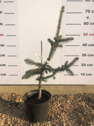 Świerk Virgata - szczepiony Picea Virgata 1