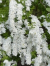 Tawuła Wczesna - Biały wodospad Spirea arguta 3