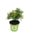 Tawuła japońska Genpei - dwukolorowa Spiraea japonica 'Genpei ' 2
